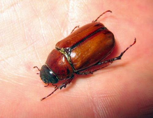 Phyllophaga plaei