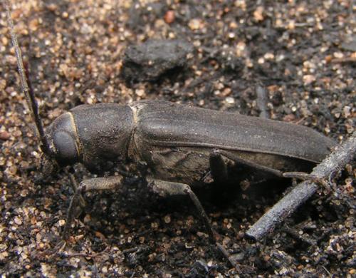 Arhopalus ferus