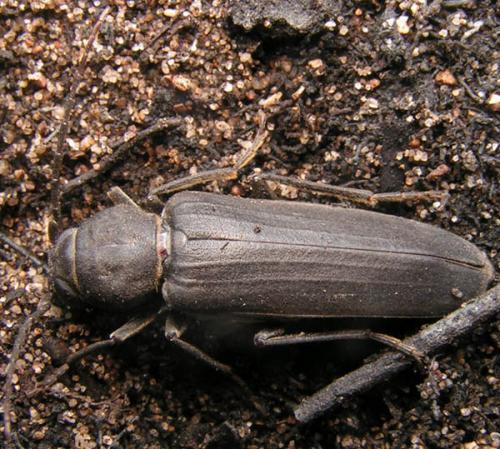 Arhopalus ferus