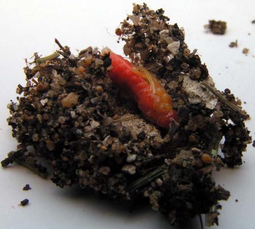 Trichodes alvearius