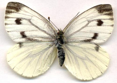 Réf. 4 544 : Pieris napi