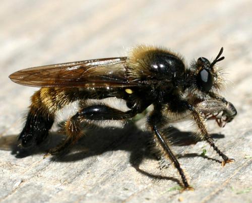 Réf. 4 512 : Laphria flava