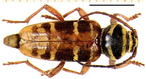 Réf. 4 171 : Plagionotus detritus