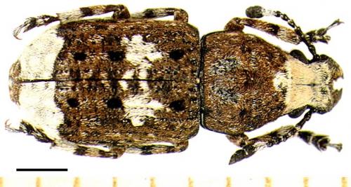 Réf. 4 172 : Platystomos albinus