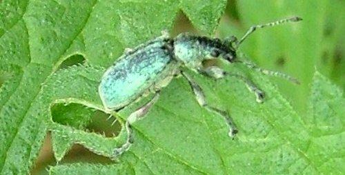 Phyllobius pomaceus
