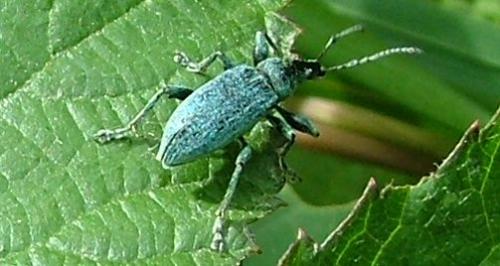Phyllobius pomaceus