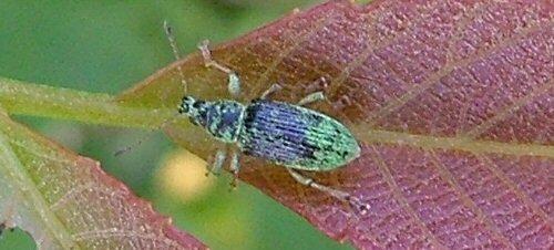 Polydrusus formosus