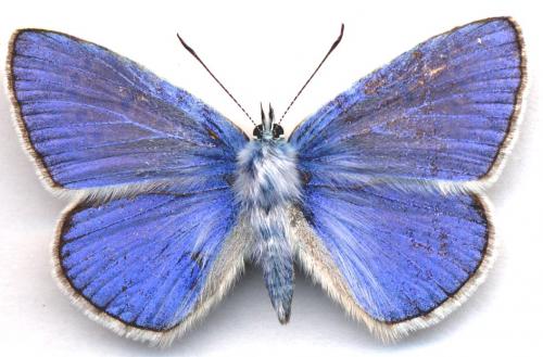 Polyommatus icarus