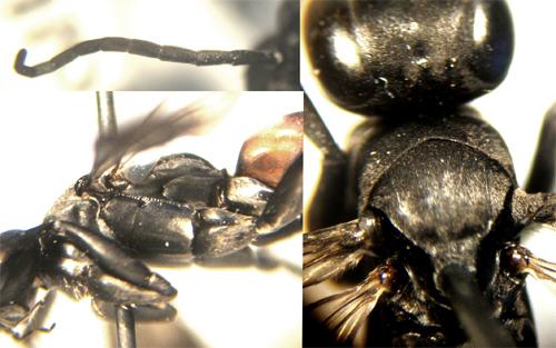 Réf. 4 459 : Anoplius infuscatus