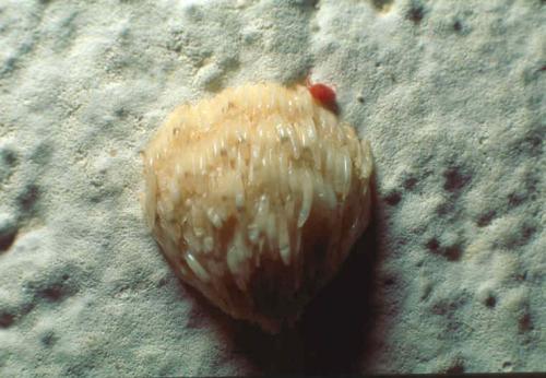 Réf. 4 802 : Atylotus sp.