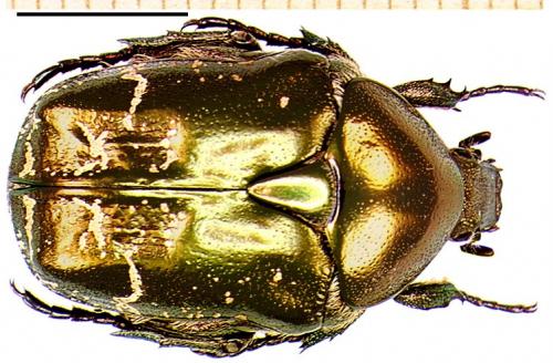 Réf. 4 151 : Potosia cuprea