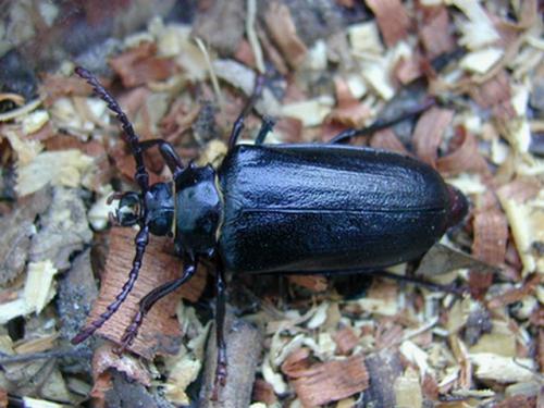 Prionus coriarius