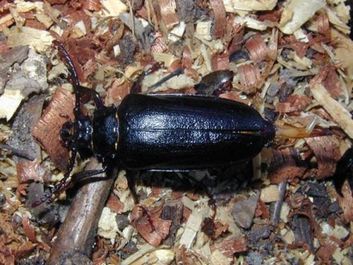 Prionus coriarius