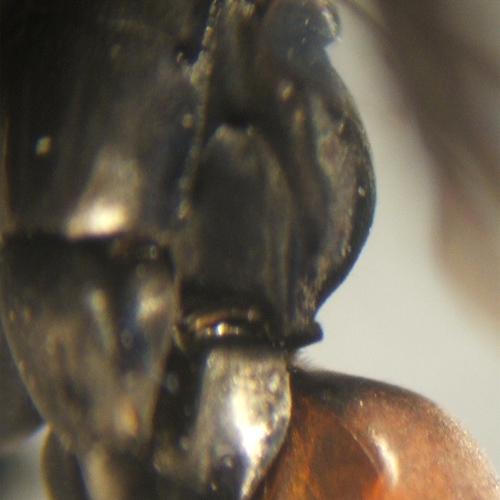 Réf. 4 878 : Anoplius infuscatus