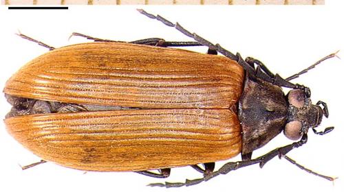 Réf. 4 164 : Pseudocistela ceramboides