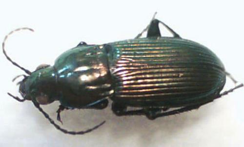 Réf. 4 238 : Pterostichus sp.