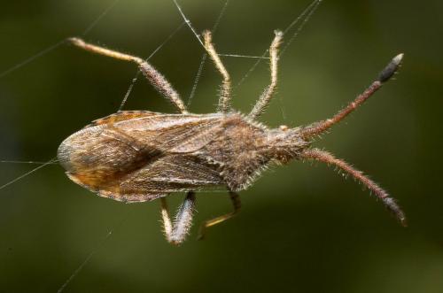 Coriomeris affinis