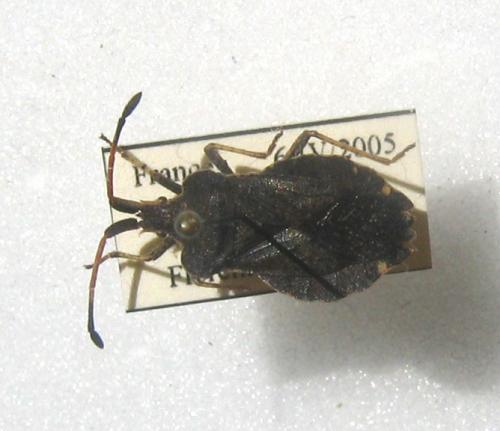 Enoplops scapha