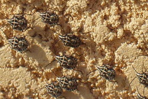 Codophila varia