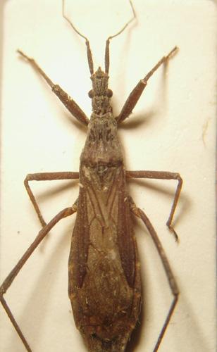 Réf. 4 999 : Pygolampis bidentata
