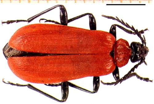 Réf. 4 165 : Pyrochroa coccinea