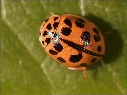 Réf. 4 951 : Oenopia conglobata