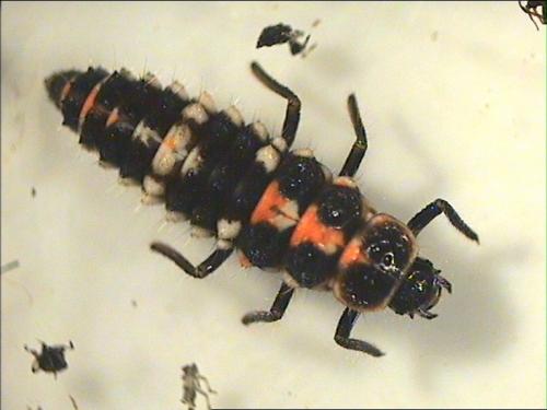 Oenopia sp.