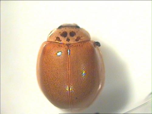 Adalia decempunctata