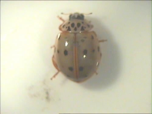 Harmonia quadripunctata