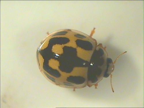 Propylea quatuordecimpunctata