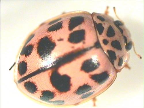 Oenopia conglobata