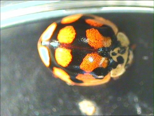 Adalia decempunctata