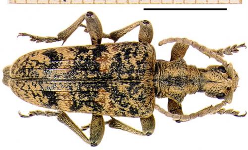 Réf. 4 167 : Rhagium sycophanta