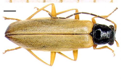 Rhagonycha lignosa