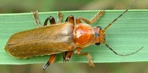 Cantharis livida