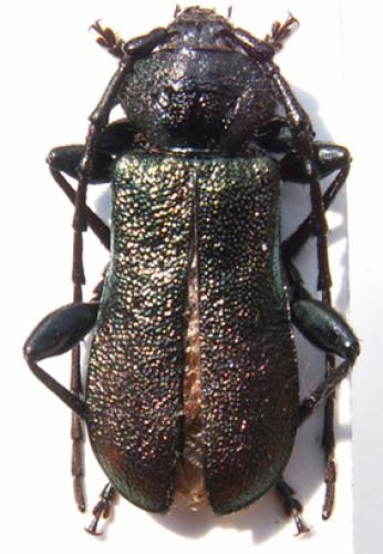 Ropalopus insubricus