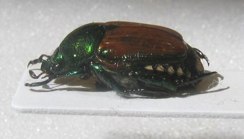 Popillia japonica