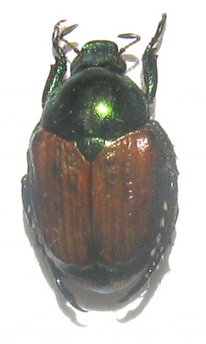 Popillia japonica