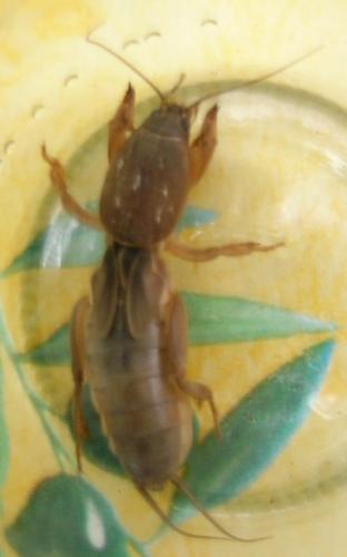 Gryllotalpa sp.