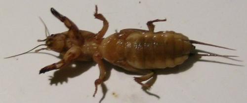 Gryllotalpa sp.