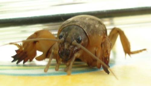 Gryllotalpa sp.