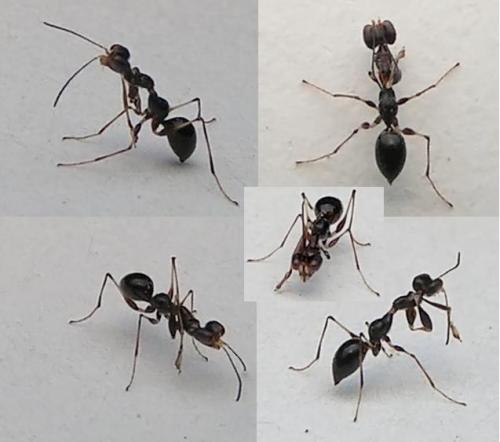 Gonatopus sp.
