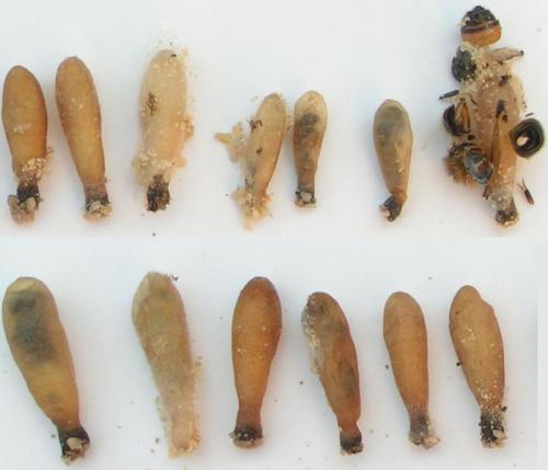 Philanthus triangulum