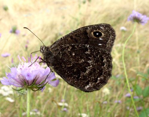 photo de papillon