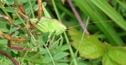 Bicolorana bicolor