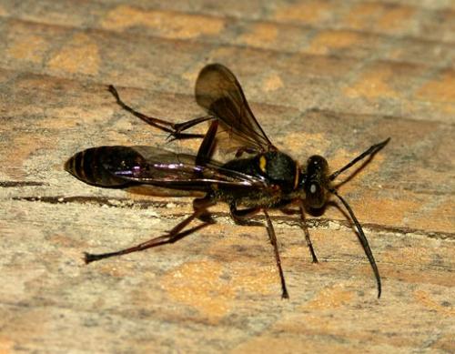 Réf. 4 856 : Sceliphron curvatum