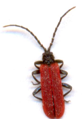 Réf. 4 724 : Platycis minutus