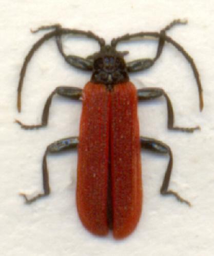 Réf. 4 764 : Platycis minutus