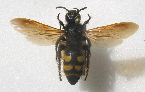 Colpa sexmaculata