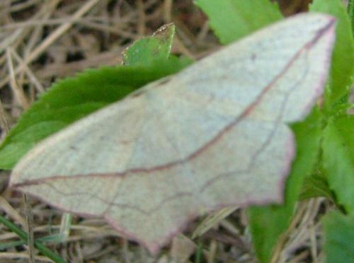 Timandra comae